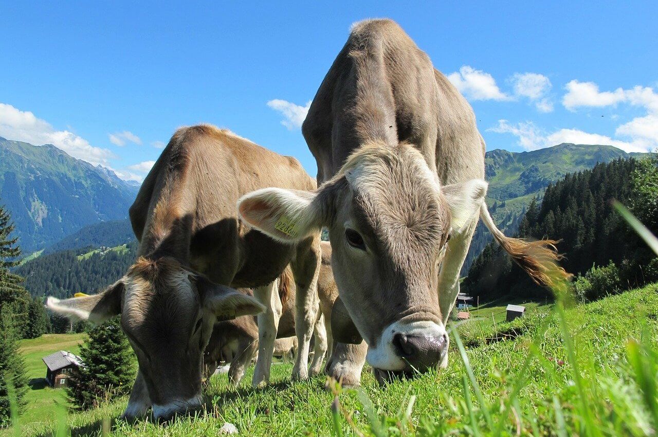 CATTLE RANCHES