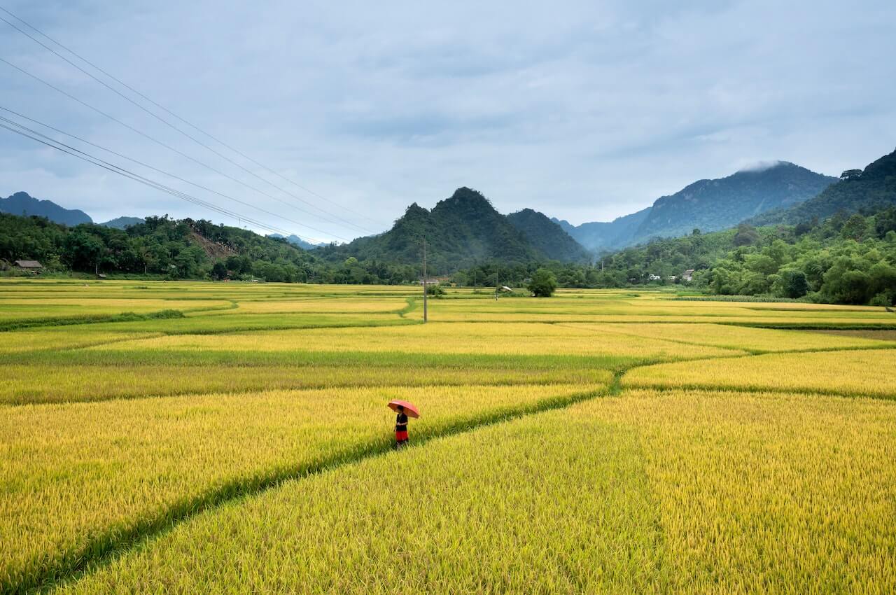 AGRICULTURE